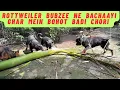 Download Lagu Rottweiler Bubzee Ne Ghar Mein Bohot Badi Chori Hone Se Roki 