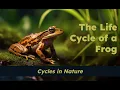 CKLA Grade 2 Domain 6 Lesson 7 The Life Cycle of a Frog