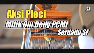 Download Pleci tembakan perih di gantangan milik om Dedy PCMI MP3