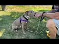 Meet Harvey a Terrier Pit Bull currently available for adoption 2026 12 05 43 PM