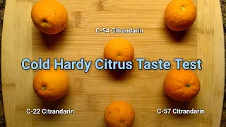 Cold Hardy Citrus Taste Test - C-57 C-54 C-22 Citrandarins
