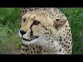 Download Lagu Cheetah says \