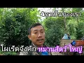 Download Lagu เข้าป่าวันแรกหมานสัตว์ใหญ่
