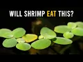 Is Duckweed The Future Of Shrimp FOOD