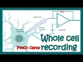 Whole-cell patch clamp recording How does Whole-cell voltage clamp work application