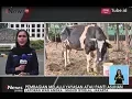 Download Lagu Banyak Warga Salurkan Uang Tunai Untuk Dibelanjakan Hewan Qurban - iNews Siang 31/08