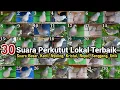 Download Lagu 30 Perkutut, Suara \u0026 irama terbaik punya kamu termasuk jenis yang No berapa lur