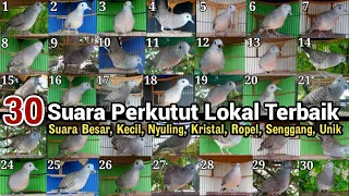 30 perkutut suara u0026 irama terbaik punya kamu termasuk jenis yang no berapa lur