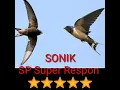 Download Lagu Suara panggil walet super respon | SP SONIK  (super respon walet)