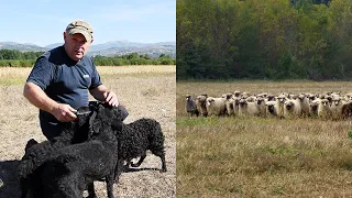 Ljubav bez papira i izložbi - hrvatski ovčari Josipov ponos i terapija