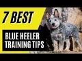 7 Blue Heeler Puppy Training Tips - Australian Cattle Dog Training