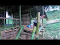 Download Lagu Full Video: 655 Days Journey of a Single Mother and Her Daughter- Building a Bamboo House by Herself