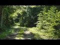 Download Lagu 🌳 4K - Relaxing Nature Sounds For Stress Relief, Forest Sounds, Bird Song, ASMR