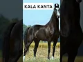 Lagu #shorts Marwari horse stallion KalaKnta studfarm #marwarihorse #viral #horse #trending #ytshorts #yt