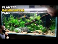 Making A Clean Jungle Aquarium For My Rainbowfish