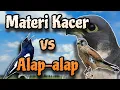 Download Lagu kacer gacor isian materi Alap-alap