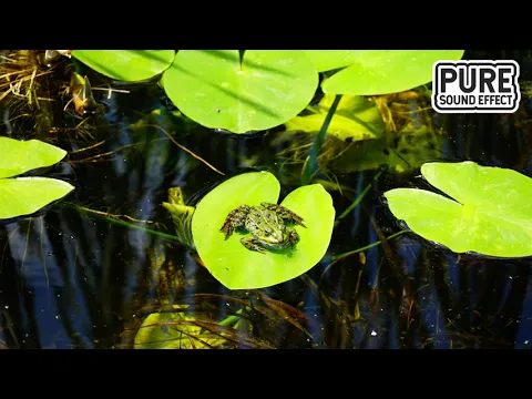 Download MP3 Free Download Frog Sound Effect | Download MP3 WAV | Pure Sound Effect