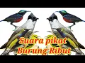 Download Lagu Suara pikat burung kutilang Ribut kombinasi burcil . Pasti semua berdatangan