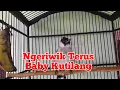 Download Lagu Pancingan Baby Kutilang Ngeriwik Terus