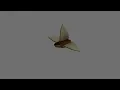 boat procedural animation