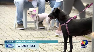 Mutirão de castração em Balneário Camboriú segue com inscrições abertas
