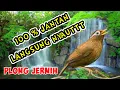 Download Lagu Suara Burung Wambie Betina GACORR, Memanggil Wambie Jantan. Durasi 1 Jam non stop