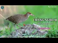 Lagu ✅Tiếng Chằng nghịch gọi bầy chuẩn mp3 | Slaty-breasted Rail best sound (P3)