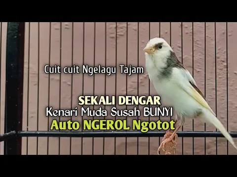 Download MP3 Kenari Gacor Cuit cuit Ngerol TAJAM, TERAPI AMPUH Kenari MACET, Pancingan Kenari Paud Belajar Bunyi