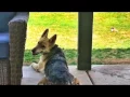 14mo Shepherd Mix Rylee Best Shepherd Training Arizona Rescue Dog Training AZ