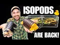MEET MY DUCKY ISOPODS How to Setup up a Cubaris Isopod Terrarium