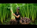 Download Lagu CEO leaves the city for the forest, harvests taro, wild bamboo shoots sells and cooks delicious food
