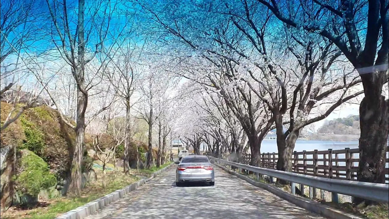 합천호 대병회양관광단지 벚꽃 2020.3.29(일) サムネイル