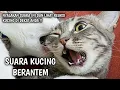 Download Lagu SUARA KUCING BERANTEM SERAM - Suara Kucing Kelahi Dijamin 100 % Seram !!