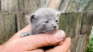 LIVE: Surprise intake with new mama and SEVEN kittens!