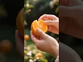 Download Lagu Did you know the very first oranges weren’t orange at all? #orange #nature #facts #shorts