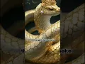 Download Lagu Legend of the Golden Snake #shorts #mythology #mythicalcreatures #mythical