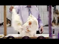 CFA International Show 2019 - Longhair Adult Class Judging