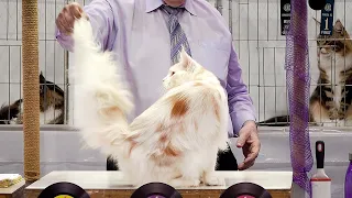 CFA International Show 2019 - Longhair Adult Class Judging