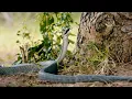 Download Lagu Zuid-Afrika: geconfronteerd met de gevaarlijke zwarte mamba