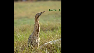 Eurasian Bittern1 الواق الأوراسي الصغير 
