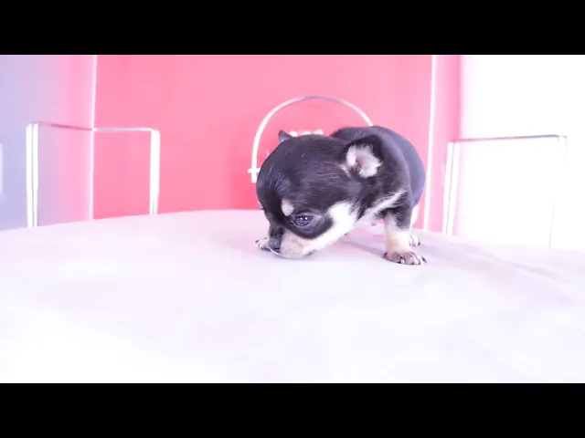 動画