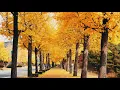 4k 가을 절정의 은행나무 풍경 영상 소스 | 가을 자연 풍경과 잔잔한 어쿠스틱음악 듣기