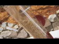 Bird Feeding Basics - How to Feed Birds
