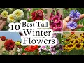 Download Lagu 10 Best Tall Winter Flowering plants | Winter Flower Plant | Winter Flower for Height in the Garden