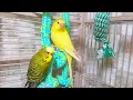 Download Lagu Bantu Burung Parkit Kesepian Berkicau, Suara Burung Parkit Alam 12 Jam