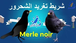 شريط تغريد طائر الشحرور                        دندنها