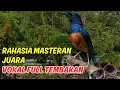 Download Lagu Masteran Murai Batu Dorong Ekor