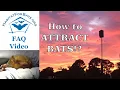 FAQ How can I attract bats Can I attract bats
