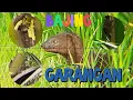 Download Lagu GARANGAN TUPAI