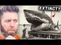 Does The Megalodon Still Exist